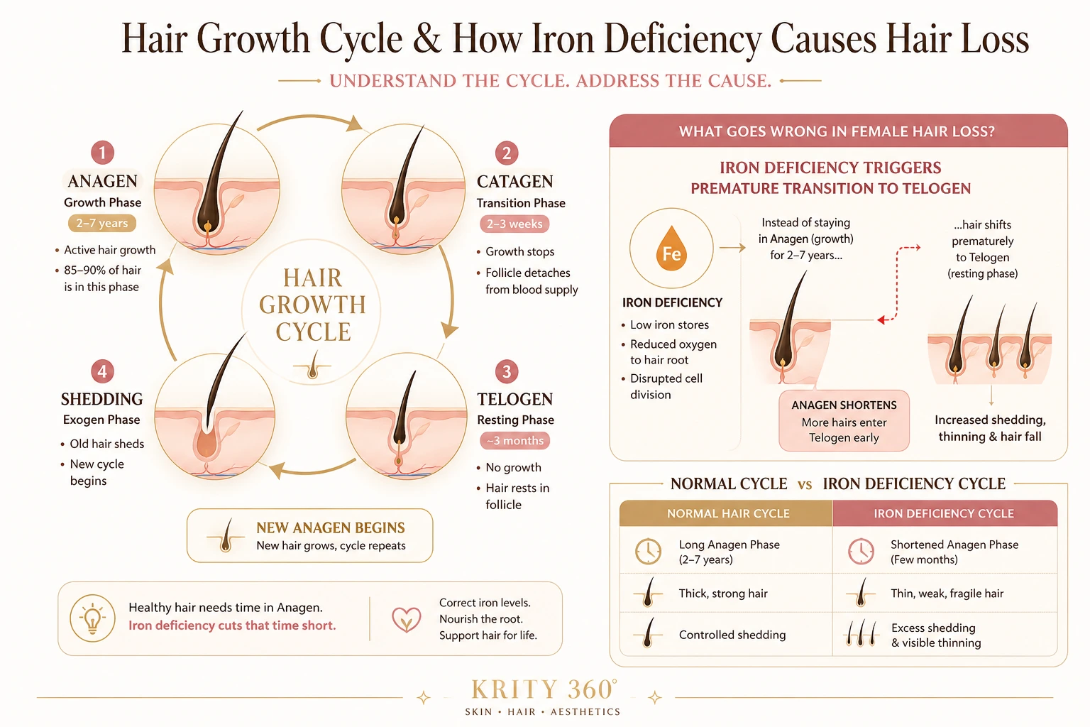 Hair Growth Cycle - Anagen (Growth Phase 2-7 years) - Catagen (Transition 2-3 weeks) - Telogen (Resting Phase 3 months) - Shedding - New Anagen. Iron deficiency forces premature transition to telogen.
